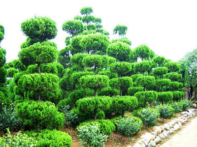 威海華興綠化工程 優質苗木供應與專業綠化服務一體化解決方案