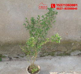 金邊六月雪 60厘米高大苗批發(fā)供應(yīng)，綠化工程優(yōu)選苗木