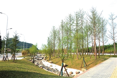 都梁新區(qū)沿福德大道段綠化工程預(yù)計(jì)4月建成投用，打造生態(tài)宜居新畫卷