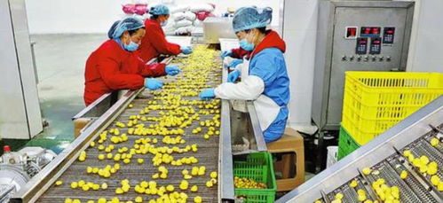 農村創業新思路 三個投資小、前景好的小型加工廠項目